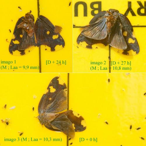Ricania speculum